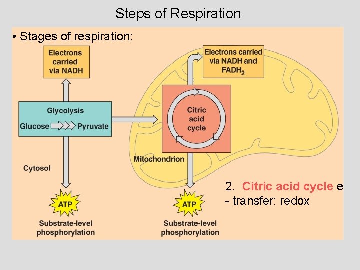 Steps of Respiration • Stages of respiration: 2. Citric acid cycle e - transfer: