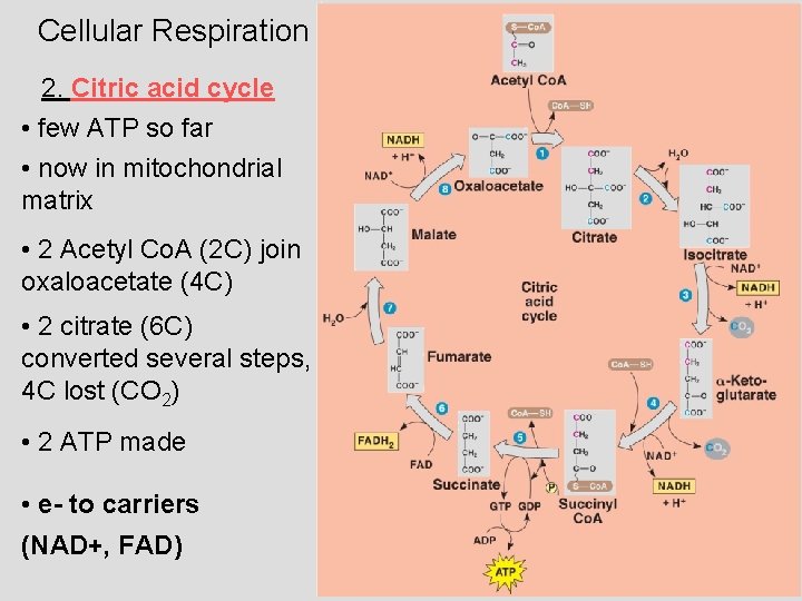 Cellular Respiration 2. Citric acid cycle • few ATP so far • now in