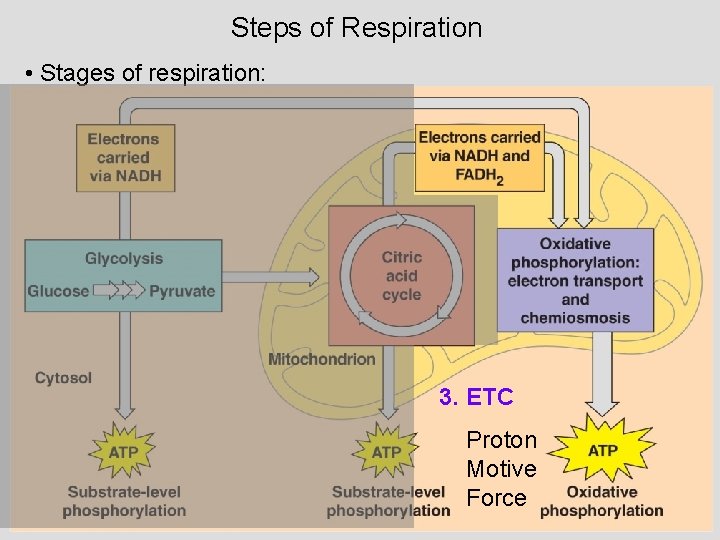 Steps of Respiration • Stages of respiration: 3. ETC Proton Motive Force 