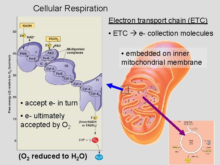 Cellular Respiration Electron transport chain (ETC) • ETC e- collection molecules • embedded on