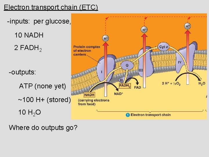 Electron transport chain (ETC) -inputs: per glucose, 10 NADH 2 FADH 2 -outputs: ATP