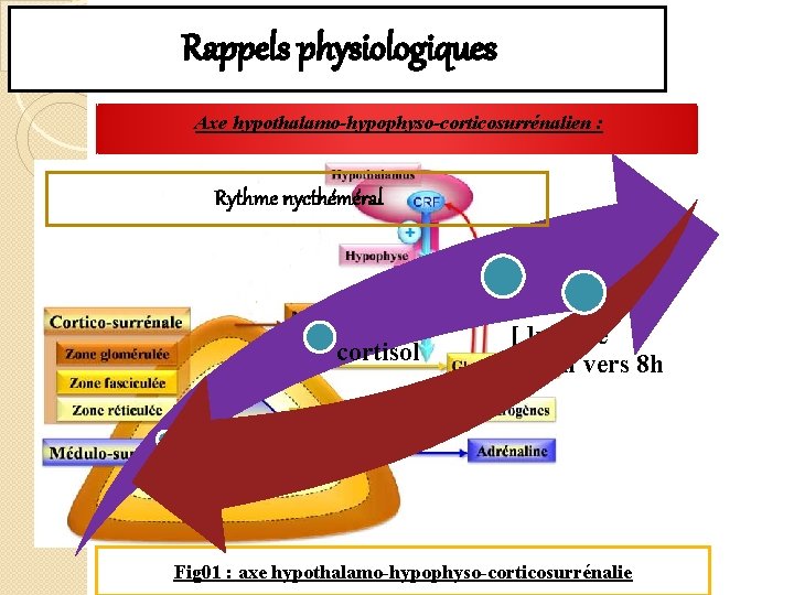 Rappels physiologiques Axe hypothalamo-hypophyso-corticosurrénalien : Rythme nycthéméral cortisol [ ]max le matin vers 8