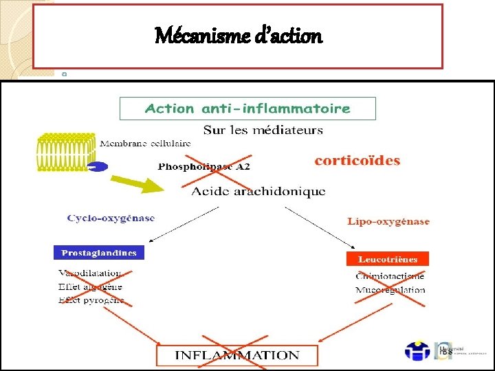 Mécanisme d’action Lipocortine IL 10 IL 1 IL 6 TNF 