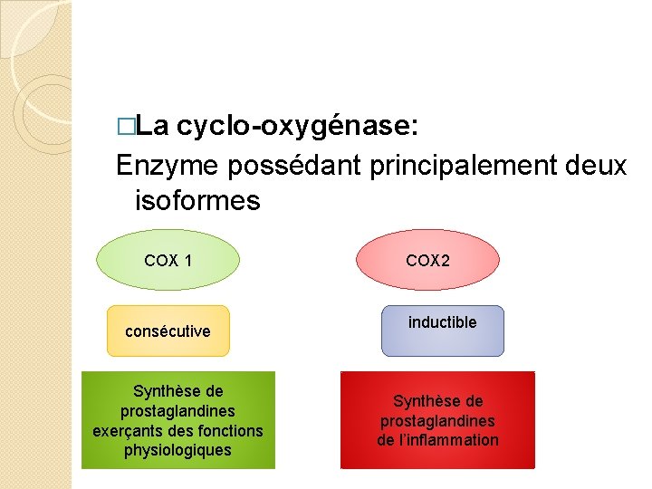 �La cyclo-oxygénase: Enzyme possédant principalement deux isoformes COX 1 consécutive Synthèse de prostaglandines exerçants