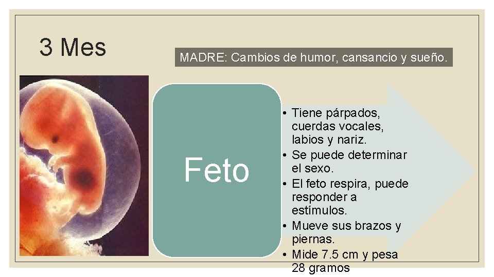 3 Mes MADRE: Cambios de humor, cansancio y sueño. Feto • Tiene párpados, cuerdas