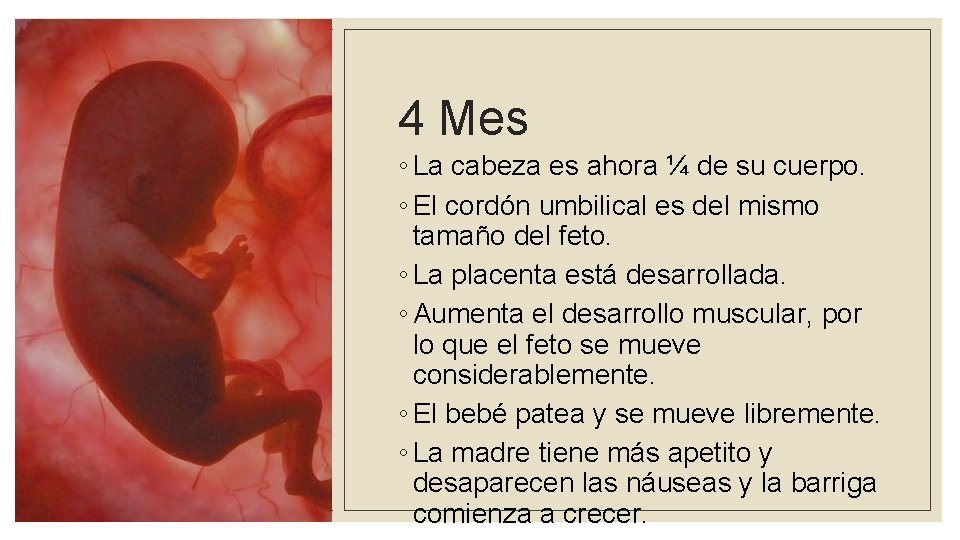 4 Mes ◦ La cabeza es ahora ¼ de su cuerpo. ◦ El cordón