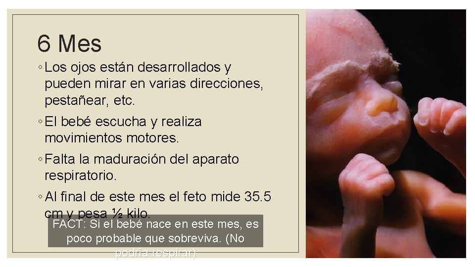 6 Mes ◦ Los ojos están desarrollados y pueden mirar en varias direcciones, pestañear,