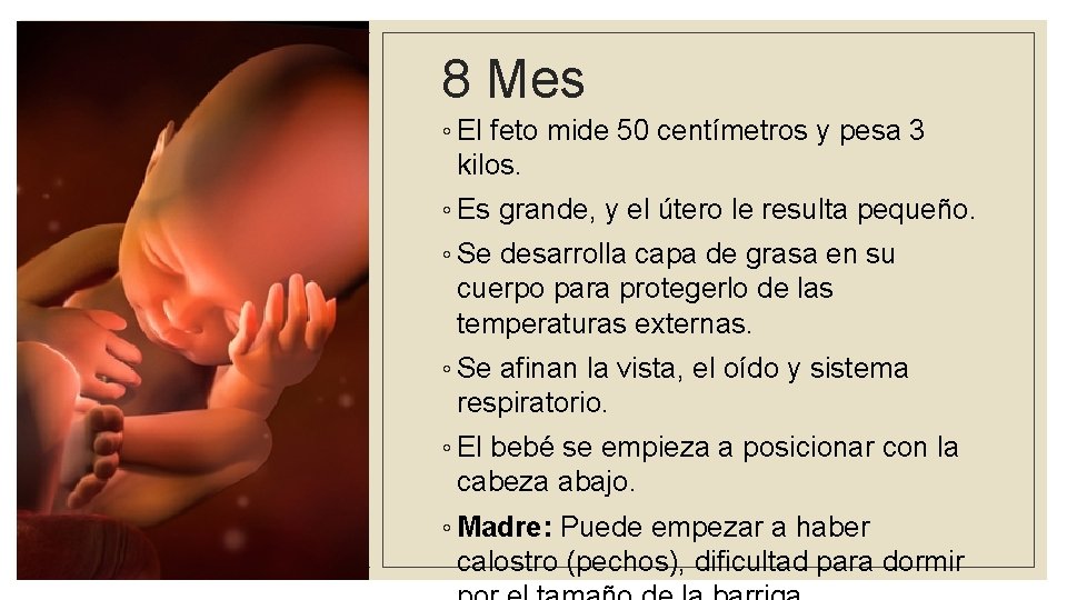 8 Mes ◦ El feto mide 50 centímetros y pesa 3 kilos. ◦ Es