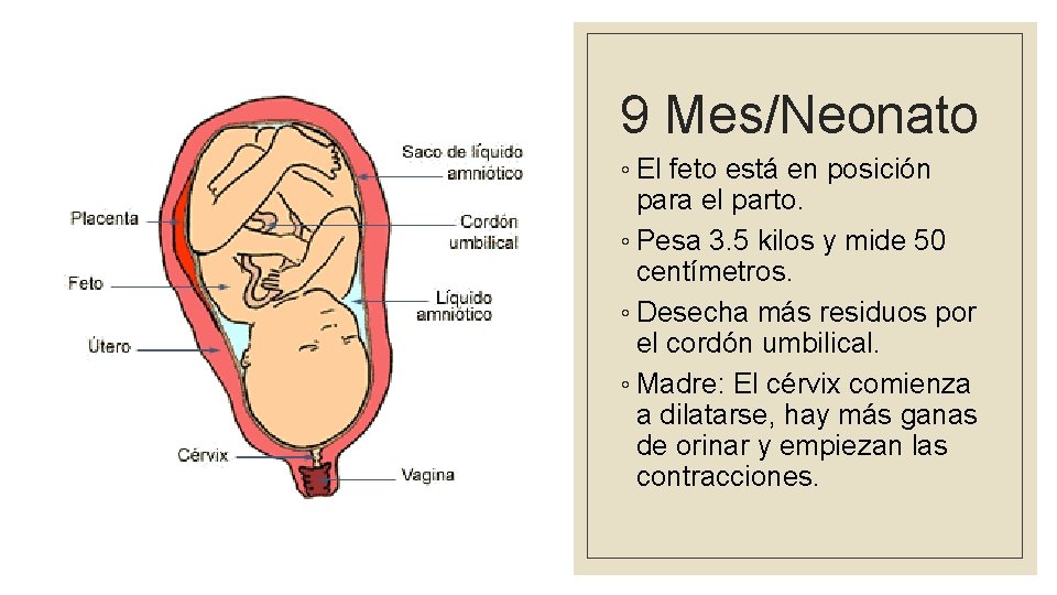 9 Mes/Neonato ◦ El feto está en posición para el parto. ◦ Pesa 3.