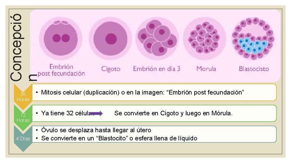 Concepció n 36 Horas 72 Horas 4 Días • Mitosis celular (duplicación) o en