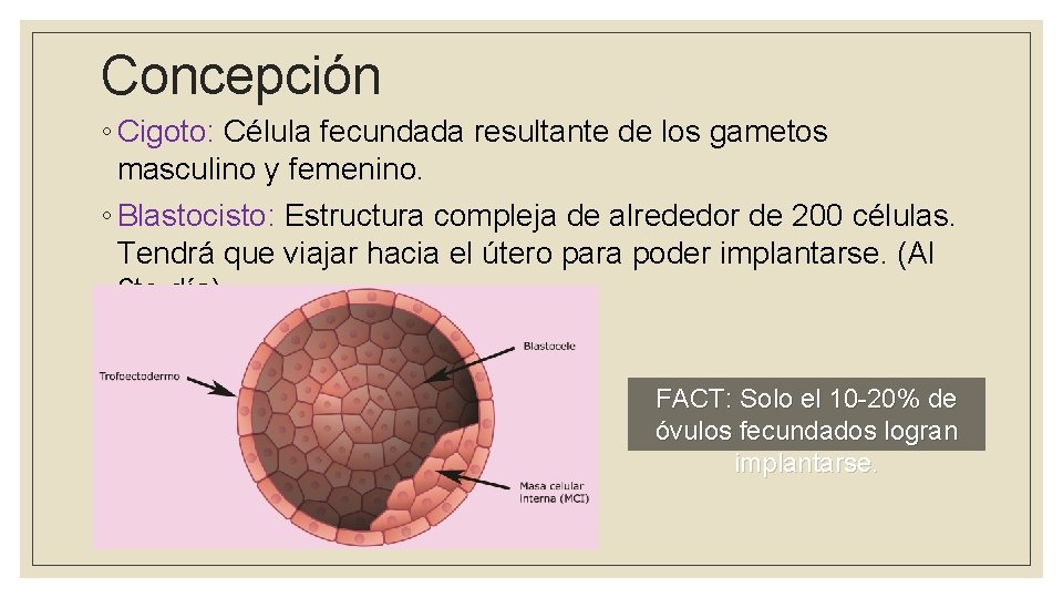 ETAPA PRENATAL SICOLOGA DEL DESARROLLO SARA CAICEDO Introduccin