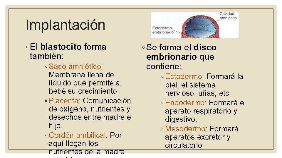 ETAPA PRENATAL SICOLOGA DEL DESARROLLO SARA CAICEDO Introduccin