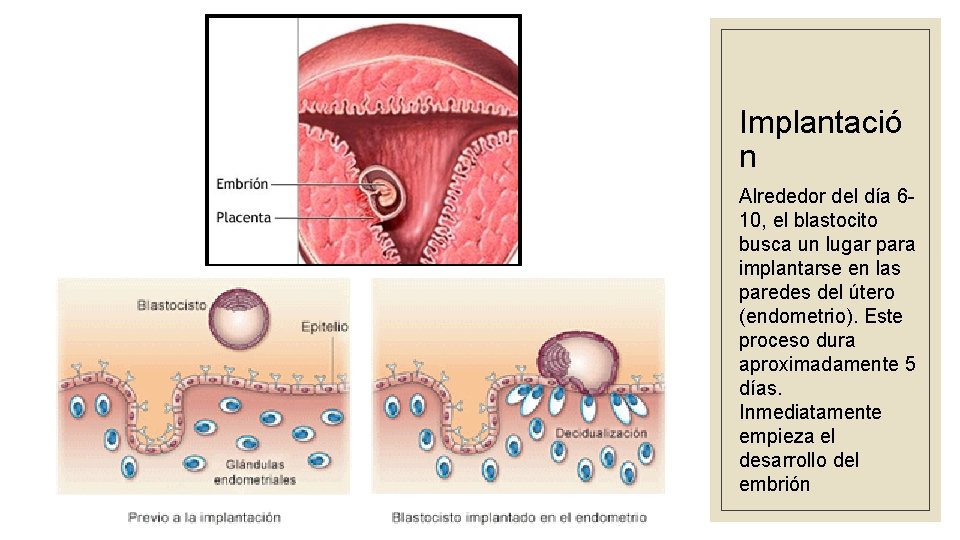 Implantació n Alrededor del día 610, el blastocito busca un lugar para implantarse en
