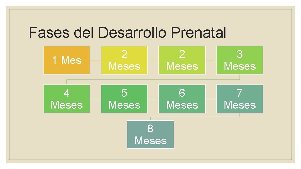 Fases del Desarrollo Prenatal 1 Mes 2 Meses 3 Meses 4 Meses 5 Meses