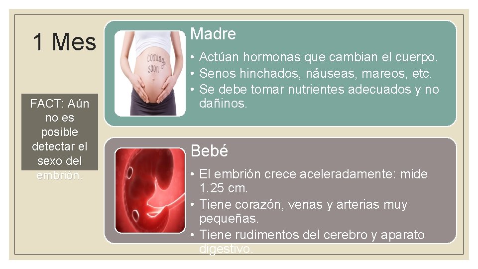 1 Mes FACT: Aún no es posible detectar el sexo del embrión. Madre •