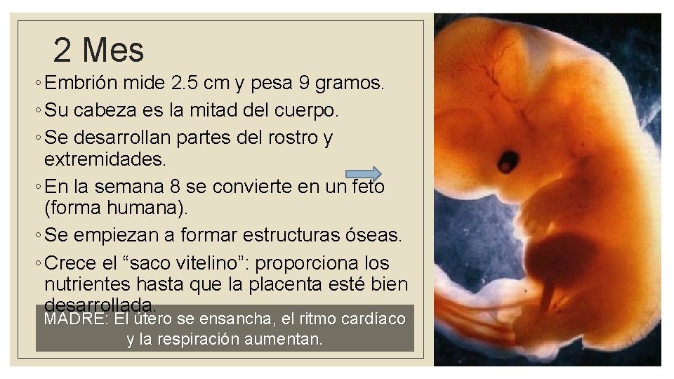 2 Mes ◦ Embrión mide 2. 5 cm y pesa 9 gramos. ◦ Su