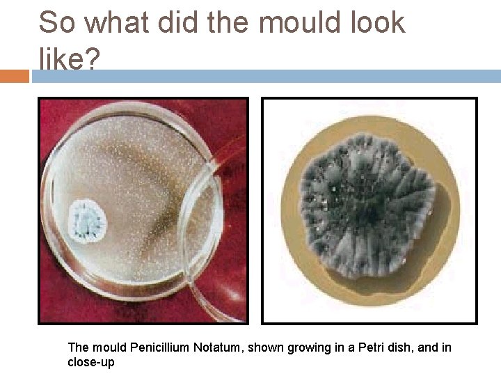So what did the mould look like? The mould Penicillium Notatum, shown growing in So what did the mould look like? The mould Penicillium Notatum, shown growing in