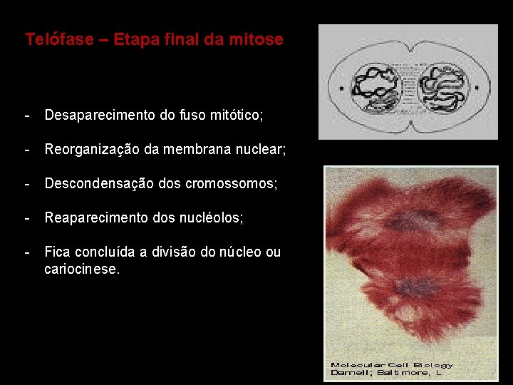 Telófase – Etapa final da mitose - Desaparecimento do fuso mitótico; - Reorganização da