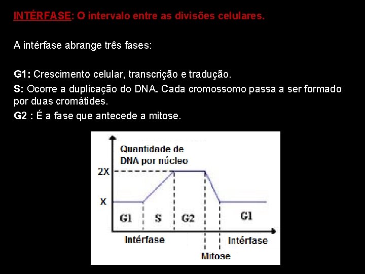 INTÉRFASE: O intervalo entre as divisões celulares. A intérfase abrange três fases: G 1: