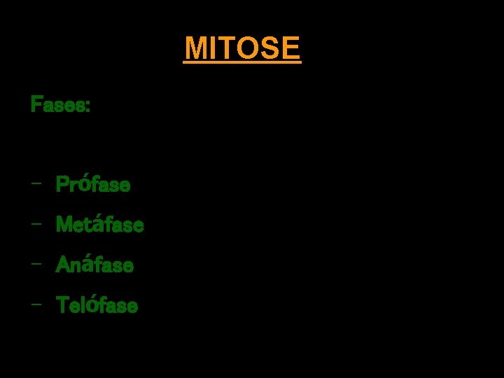 MITOSE Fases: - Prófase - Metáfase - Anáfase - Telófase 