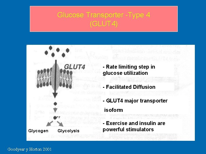 Glucose Transporter -Type 4 (GLUT 4) - Rate limiting step in glucose utilization - Glucose Transporter -Type 4 (GLUT 4) - Rate limiting step in glucose utilization -