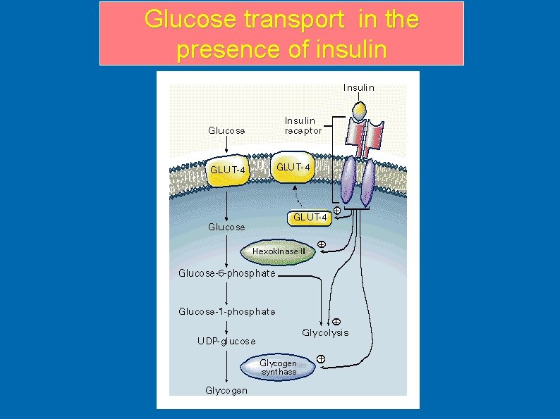 Glucose transport in the presence of insulin Glucose transport in the presence of insulin