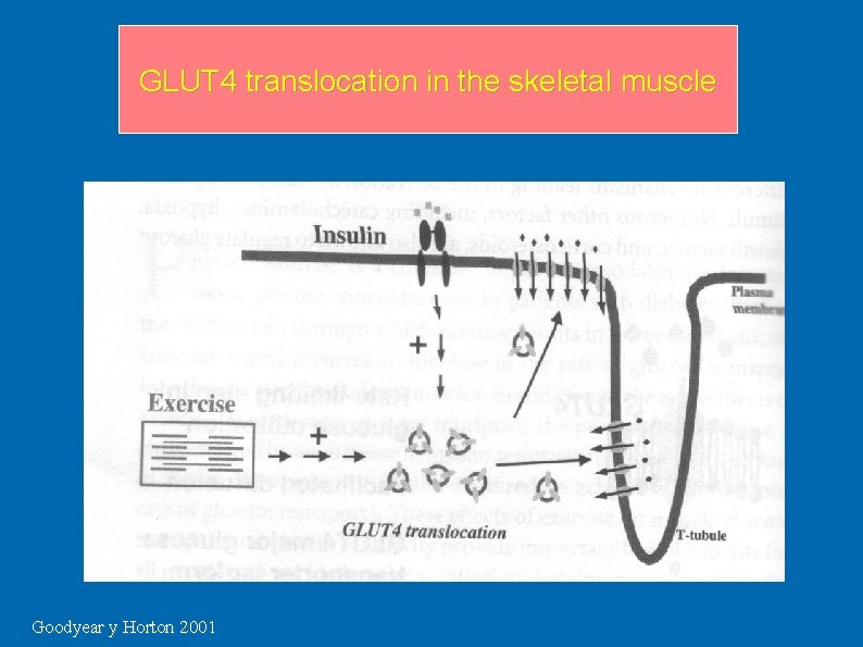 GLUT 4 translocation in the skeletal muscle Goodyear y Horton 2001 GLUT 4 translocation in the skeletal muscle Goodyear y Horton 2001