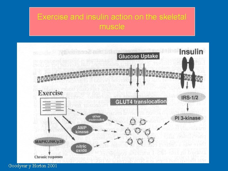 Exercise and insulin action on the skeletal muscle Goodyear y Horton 2001 Exercise and insulin action on the skeletal muscle Goodyear y Horton 2001