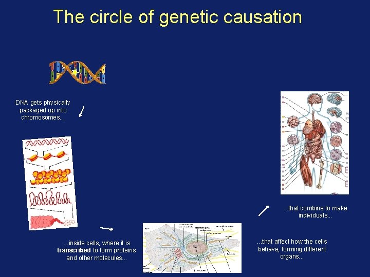 The circle of genetic causation DNA gets physically packaged up into chromosomes. . .