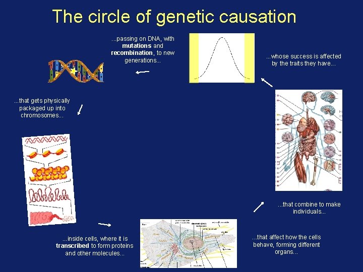 The circle of genetic causation. . . passing on DNA, with mutations and recombination,