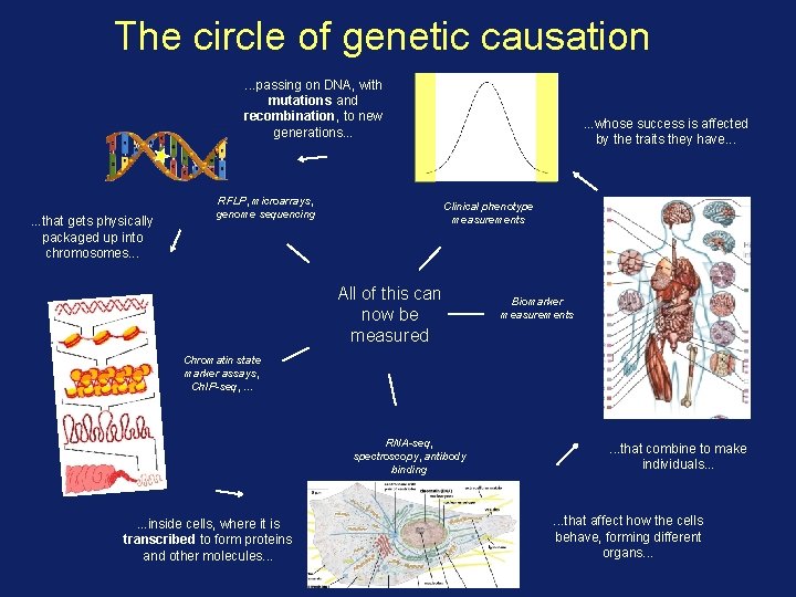 The circle of genetic causation. . . passing on DNA, with mutations and recombination,