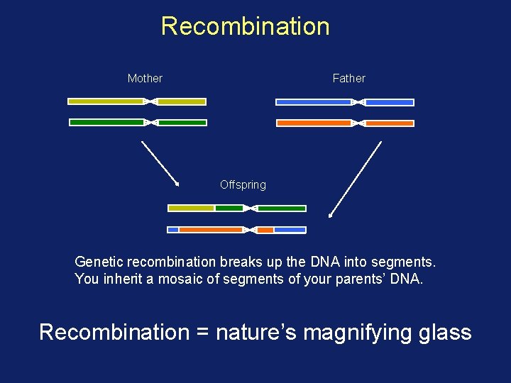Recombination Mother Father Offspring Genetic recombination breaks up the DNA into segments. You inherit