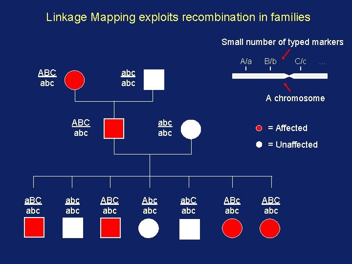 Linkage Mapping exploits recombination in families Small number of typed markers A/a ABC abc