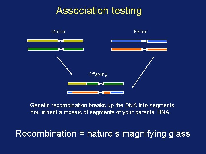 Association testing Mother Father Offspring Genetic recombination breaks up the DNA into segments. You