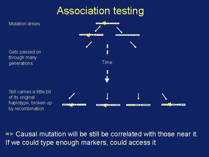 Association testing Mutation arises Gets passed on through many generations Time Still carries a