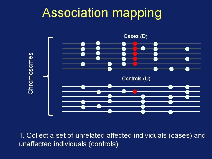 Association mapping Chromosomes Cases (D) Controls (U) 1. Collect a set of unrelated affected