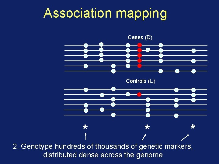 Association mapping Cases (D) Controls (U) * * * 2. Genotype hundreds of thousands