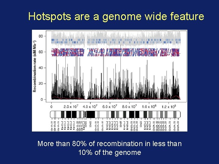 Hotspots are a genome wide feature More than 80% of recombination in less than