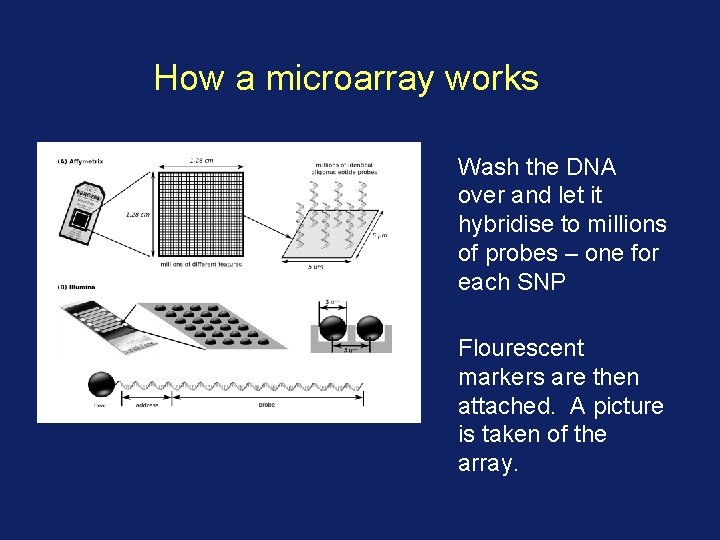 How a microarray works Wash the DNA over and let it hybridise to millions