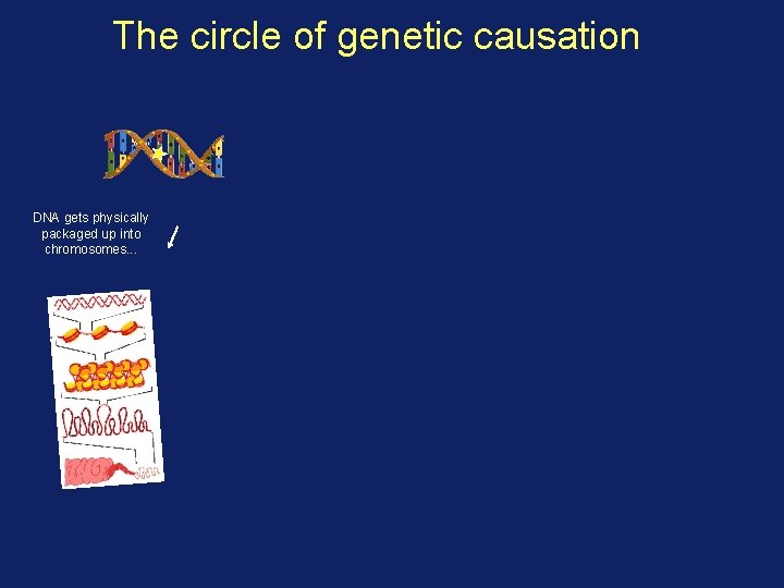 The circle of genetic causation DNA gets physically packaged up into chromosomes. . .