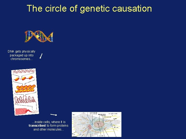 The circle of genetic causation DNA gets physically packaged up into chromosomes. . .