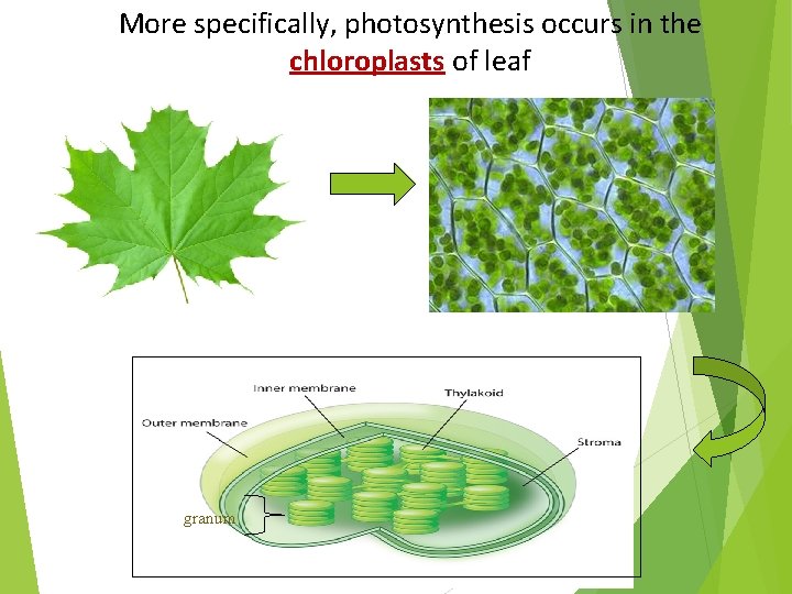 More specifically, photosynthesis occurs in the chloroplasts of leaf granum 