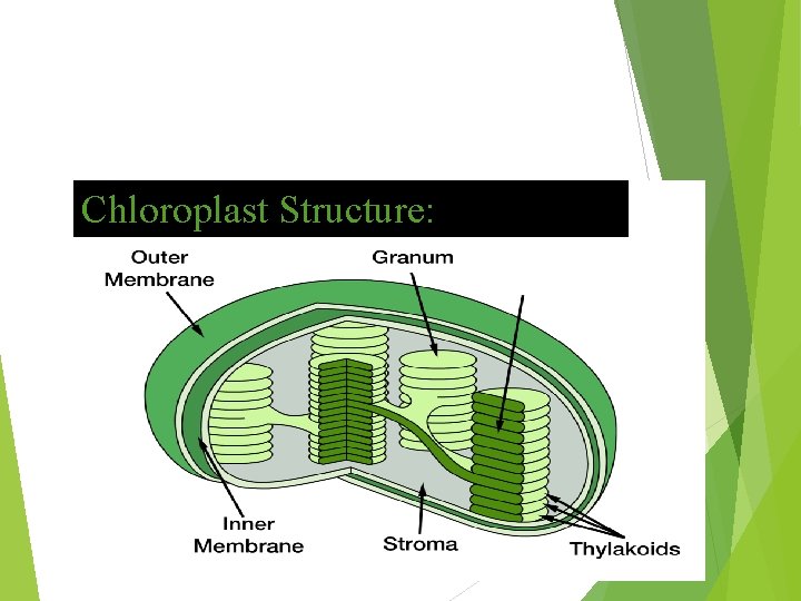 Chloroplast Structure: 