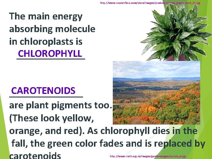 http: //www. russianflora. com/store/images/product/custom_green_plant_35. jpg The main energy absorbing molecule in chloroplasts is CHLOROPHYLL