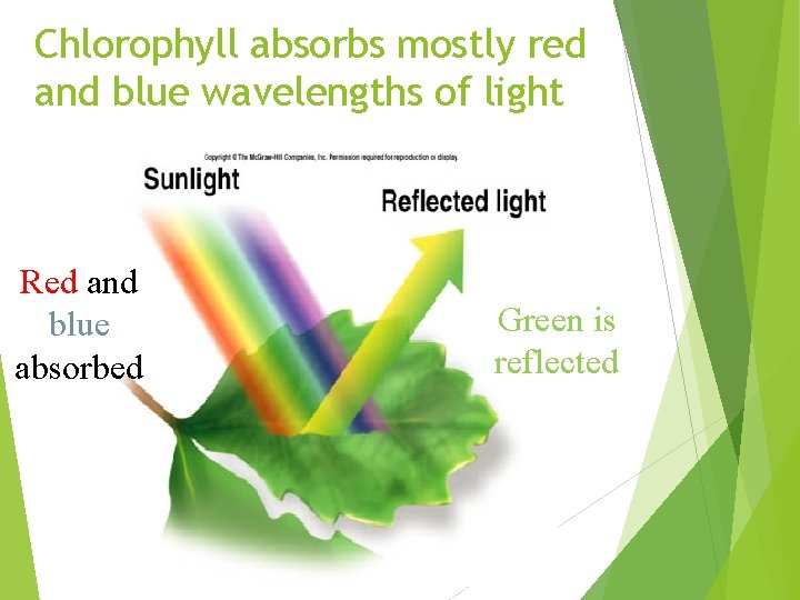 Chlorophyll absorbs mostly red and blue wavelengths of light Red and blue absorbed Green