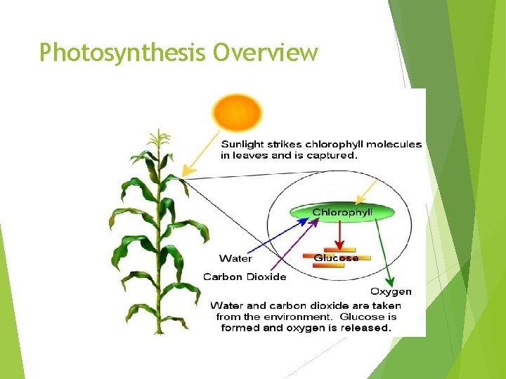 Photosynthesis Overview 