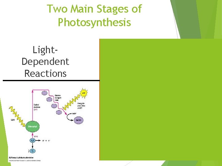 Two Main Stages of Photosynthesis Light. Dependent Reactions Light-Independent Reactions (Calvin Cycle) 