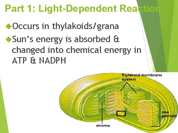 Part 1: Light-Dependent Reaction Occurs in thylakoids/grana Sun’s energy is absorbed & changed into