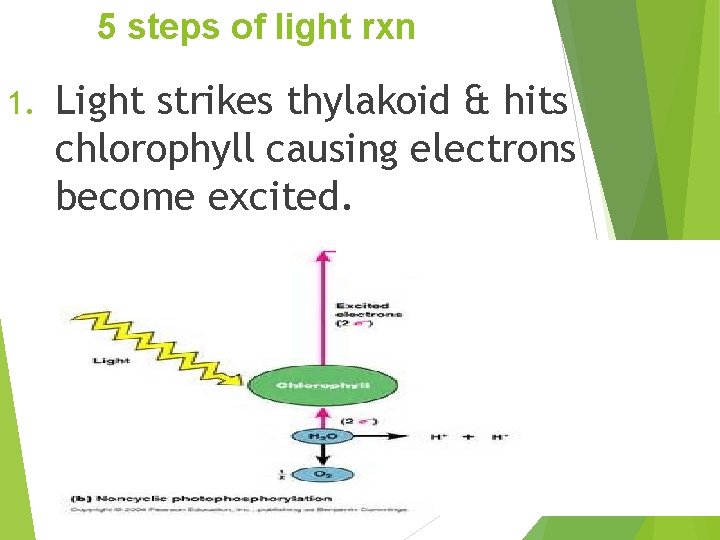 5 steps of light rxn 1. Light strikes thylakoid & hits chlorophyll causing electrons