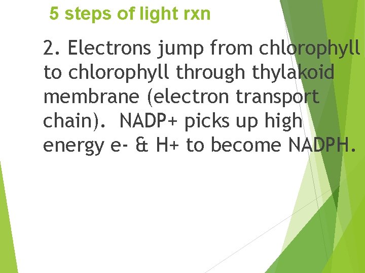 5 steps of light rxn 2. Electrons jump from chlorophyll to chlorophyll through thylakoid
